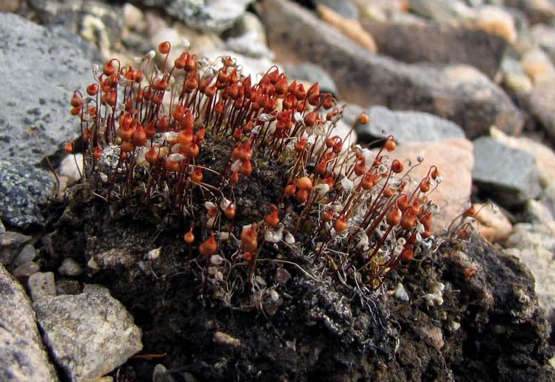 Bryum wrightii